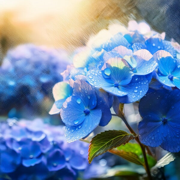 Blue Hydrangeas in Sunlight Photo Board